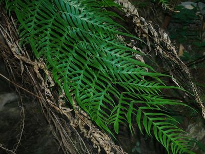 Pteris formosana, photographed by Jacy Chen