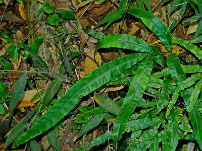 Pteris rugosifolia, photographed by Jacy Chen