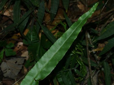 Pteris rugosifolia, photographed by Jacy Chen