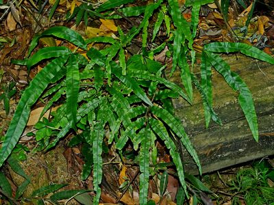 Pteris rugosifolia, photographed by Jacy Chen