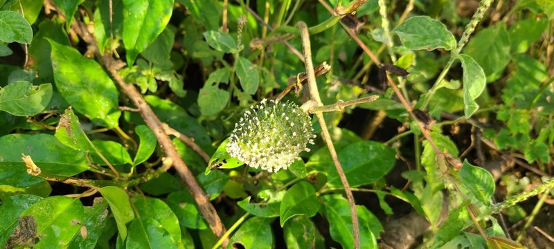 Ibatia maritima, photographed by ritirene