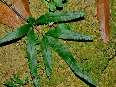 Pteris rugosifolia, photographed by Jacy Chen