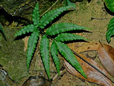 Pteris rugosifolia, photographed by Jacy Chen