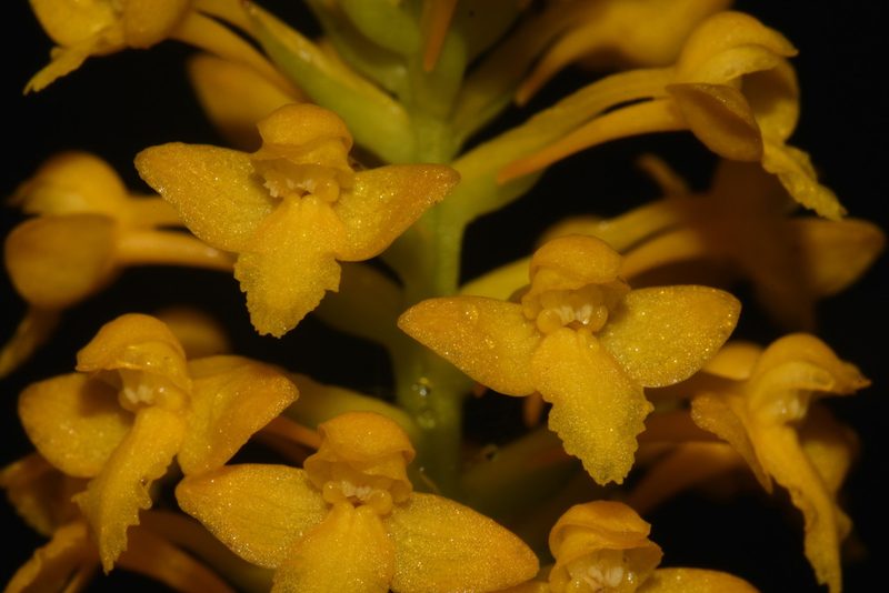 Platanthera integra, photographed by Brian Finzel