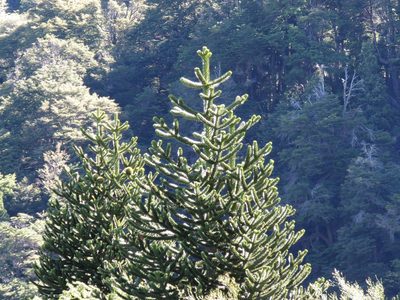 Araucaria araucana, photographed by Nicolas Olejnik