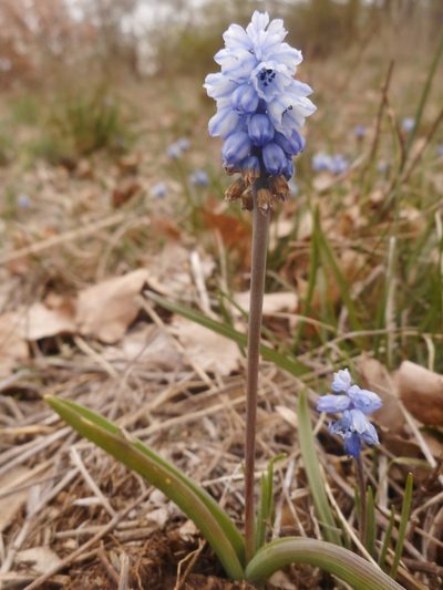 Muscari azureum, photographed by Michael Andresek