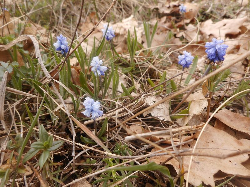 Muscari azureum, photographed by Michael Andresek
