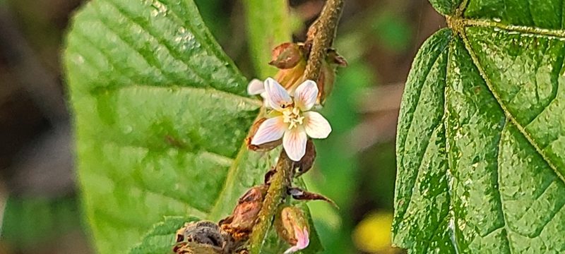 Melochia nodiflora, photographed by ritirene