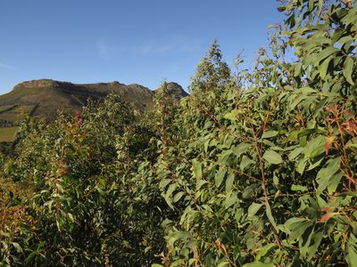 Acacia falciformis, photographed by Jeremy Gilmore