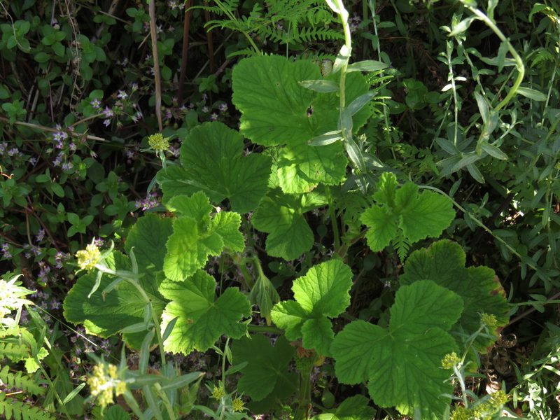 Pelargonium vitifolium, photographed by Jeremy Gilmore