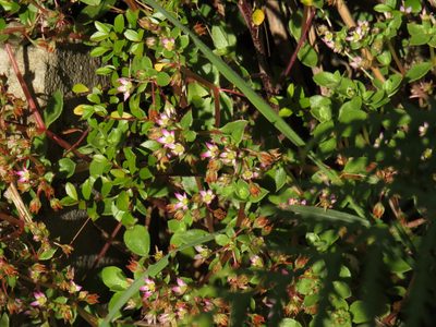 Crassula pellucida, photographed by Jeremy Gilmore