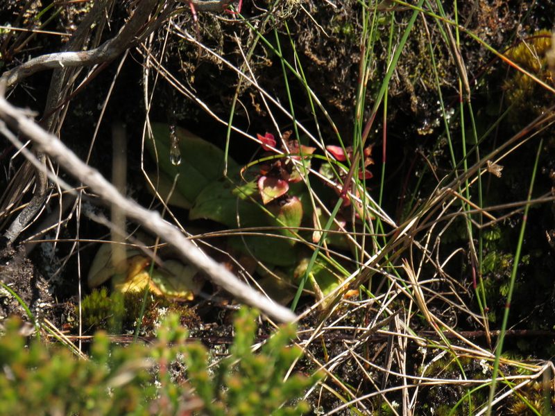 Satyrium bracteatum, photographed by Jeremy Gilmore