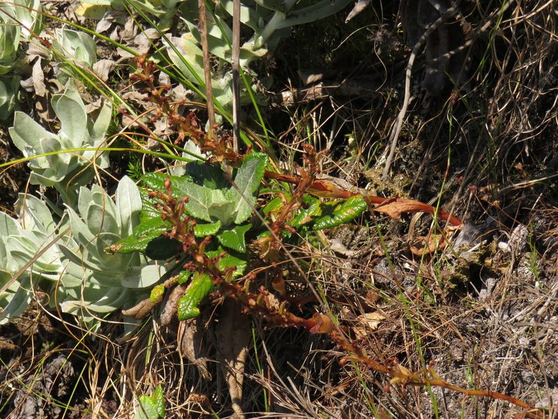 Satyrium humile, photographed by Jeremy Gilmore