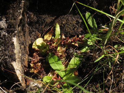 Satyrium bracteatum, photographed by Jeremy Gilmore