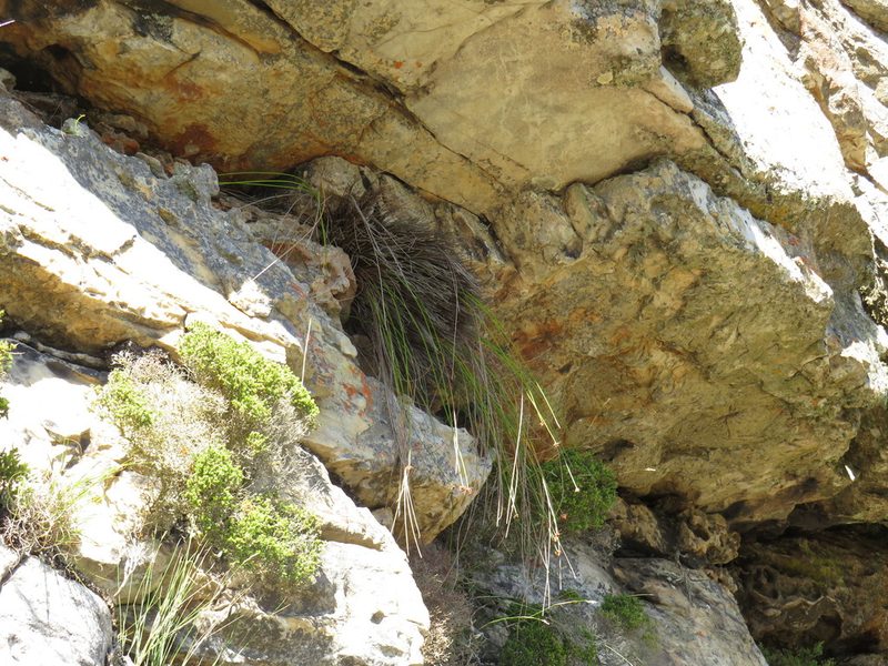 Ficinia brevifolia, photographed by Jeremy Gilmore