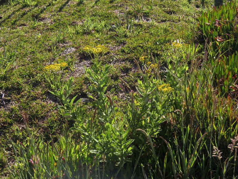 Senecio subcanescens, photographed by Jeremy Gilmore