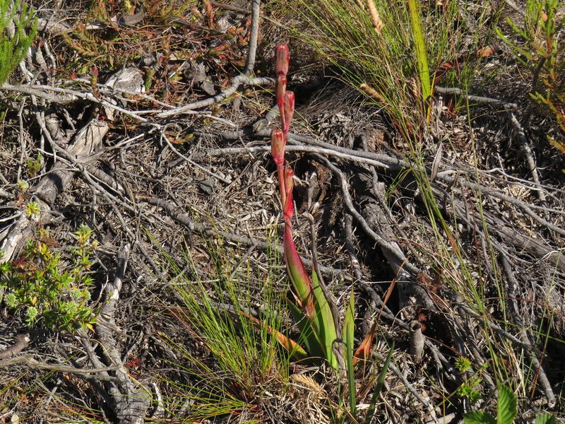Watsonia coccinea, photographed by Jeremy Gilmore