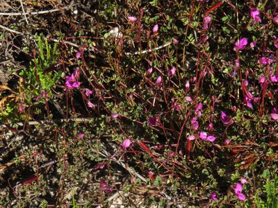Indigofera sarmentosa, photographed by Jeremy Gilmore