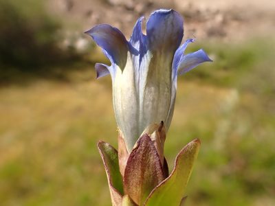 Gentiana calycosa, photographed by Matt Lavin