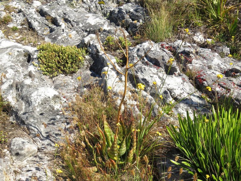 Ixia odorata, photographed by Jeremy Gilmore