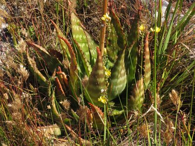 Aloe maculata, photographed by Jeremy Gilmore