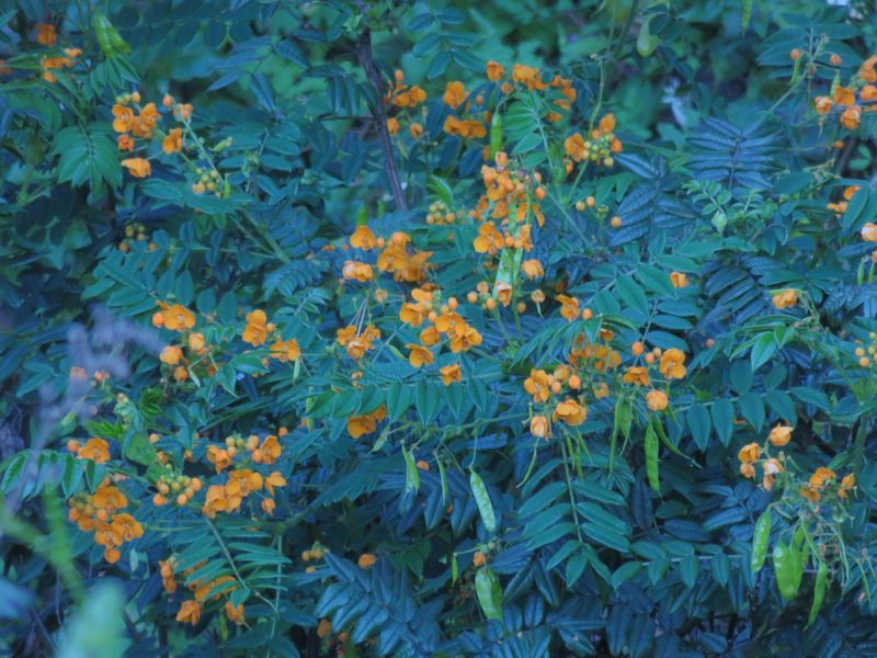Senna stipulacea, photographed by Bruno Avilez