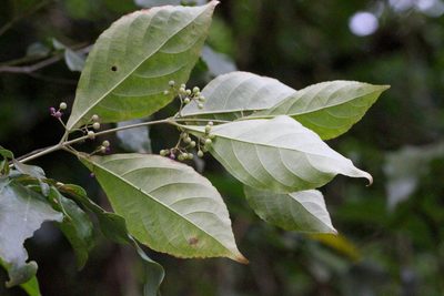 Callicarpa cathayana, photographed by Agnes Trekker