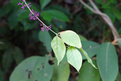 Callicarpa cathayana, photographed by Agnes Trekker