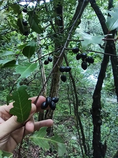 Prunus tucumanensis, photographed by Gonzalo Martinez