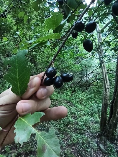 Prunus tucumanensis, photographed by Gonzalo Martinez