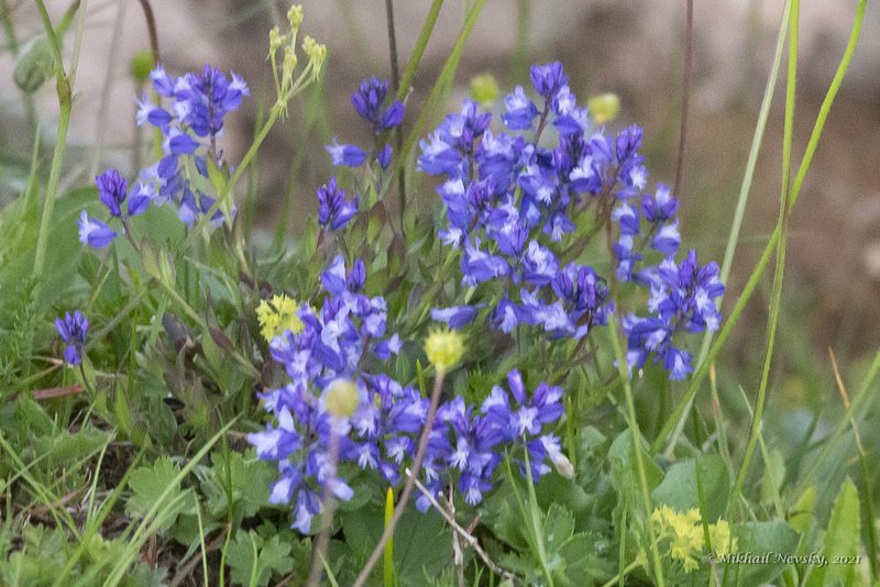 Polygala caucasica, photographed by Mikhail Nevsky
