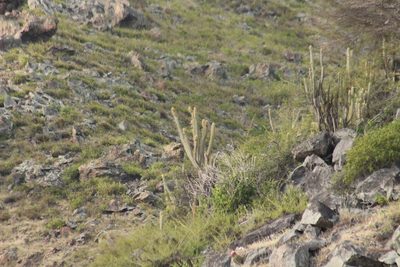 Pilosocereus curtisii, photographed by Michael Bakker Paiva