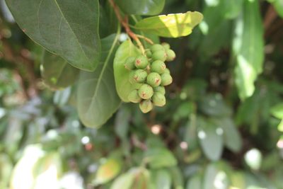 Coccoloba diversifolia, photographed by Brian Oakes Haiti Hunter