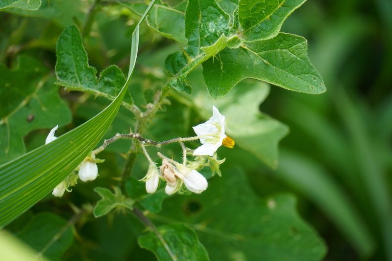 Solanum umtuma, photographed by Matthew Fainman