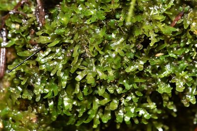 Riccardia multifida, photographed by Braden J. Judson