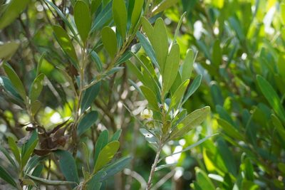 Diospyros dichrophylla, photographed by Matthew Fainman