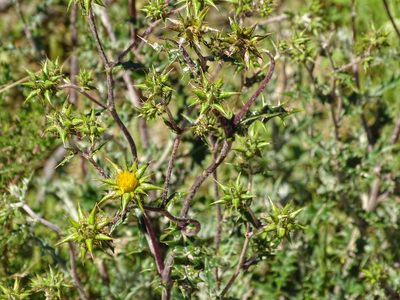 Berkheya rigida, photographed by Shaun Swanepoel