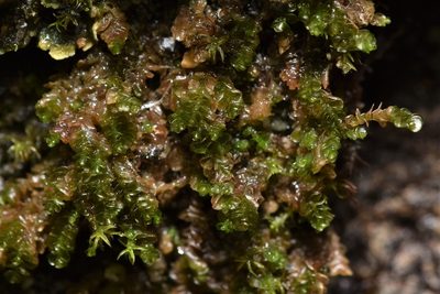 Marsupella emarginata, photographed by Braden J. Judson