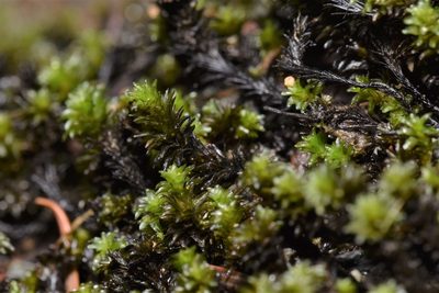Scouleria aquatica, photographed by Braden J. Judson