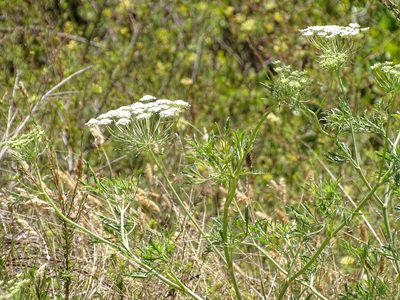 Ammi majus