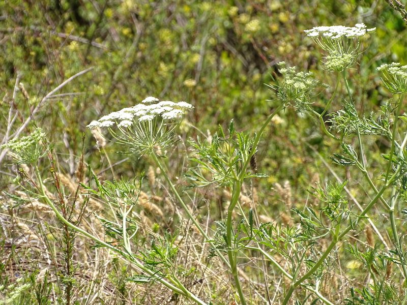 Ammi majus, photographed by Shaun Swanepoel