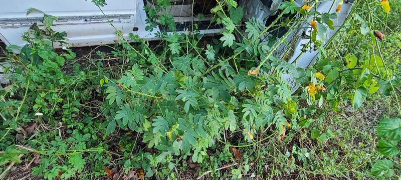 Mimosa casta, photographed by ritirene