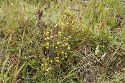 Leucadendron levisanus, photographed by Tony Rebelo