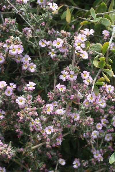 Frankenia corymbosa, photographed by Oleg Kosterin