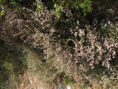 Frankenia corymbosa, photographed by Oleg Kosterin