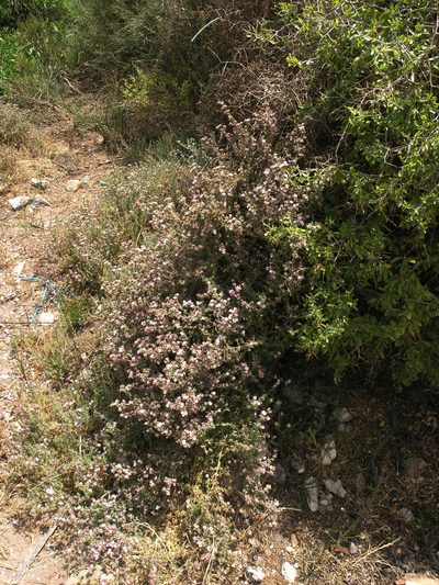 Frankenia corymbosa, photographed by Oleg Kosterin