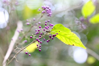 Callicarpa cathayana, photographed by Agnes Trekker