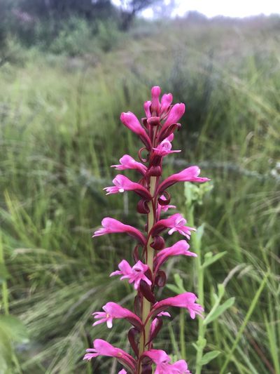 Satyrium macrophyllum, photographed by Ren Hoekstra