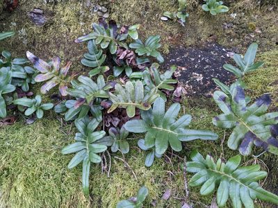 Polypodium scouleri, photographed by Karen Kincy