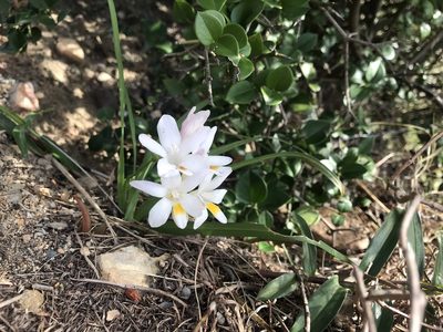 Freesia caryophyllacea, photographed by Ren Hoekstra